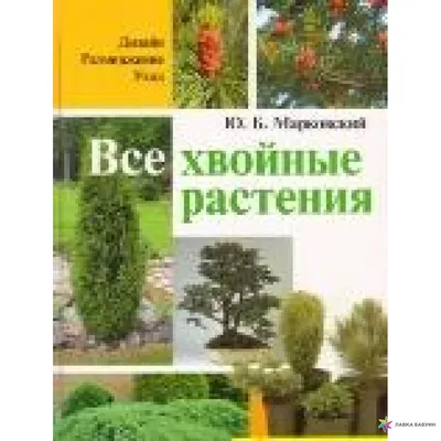 Сад с иголочки: какие хвойные выбрать для сада и ландшафтного дизайна -  Общество - Newsler.ru