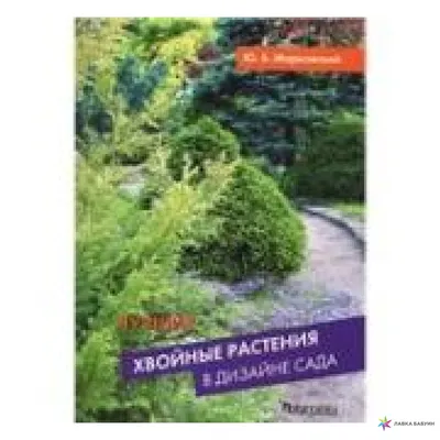 Хвойные растения в саду | SMS LANDSCAPE DESING