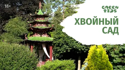 Хвойные деревья и кустарники - прекрасное украшение сада