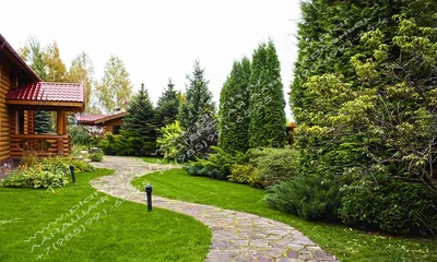 Карликовые хвойные растения для сада | Статьи от Chelsea Garden