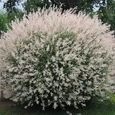 Ива цельнолистная Hakuro Nishiki - Ива - GardenPlants