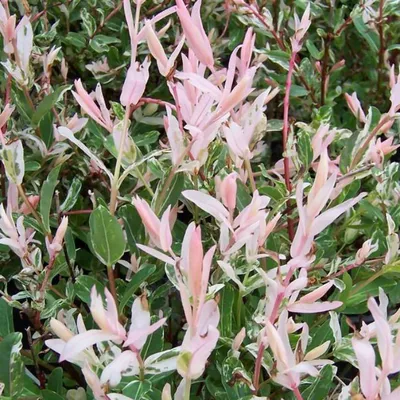 Ива Матсудана (Salix matsudana) — купите саженцы в контейнере в Краснодаре  - Прекраснодар — садовый центр в Краснодаре