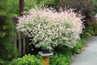 Ива ломкая – дерево и древесина – Salix fragilis