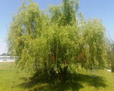 Ива козья — Алтайский биосферный заповедник