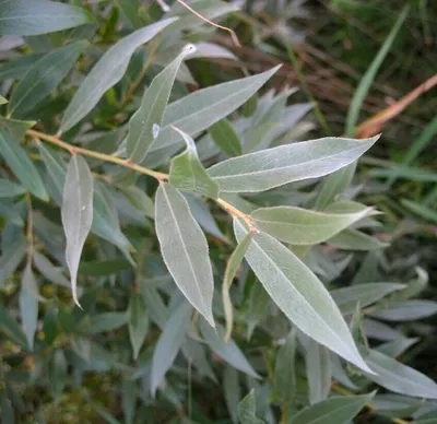 Ива Матсудана (Salix matsudana) — купите саженцы в контейнере в Краснодаре  - Прекраснодар — садовый центр в Краснодаре