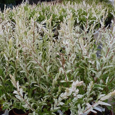 Купить Иву цельнолистную Хакуро-нишики (Hakuro-nishiki) недорого в  питомнике Южный