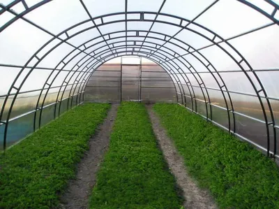 Исследуйте одну из самых больших “умных” томатных теплиц в Китае -  gInfo.news