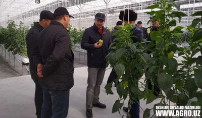 Growing China | Haygrove
