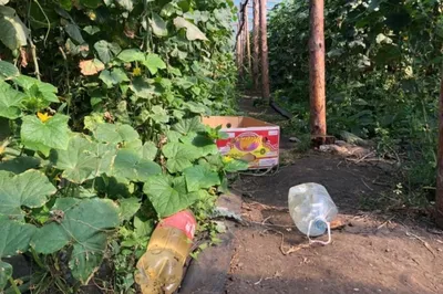 Китай Профессиональное производство для Китая Venlo Тип закаленного стекла  Теплица с гидропоникой-PMV011 завод и поставщики |Айсян