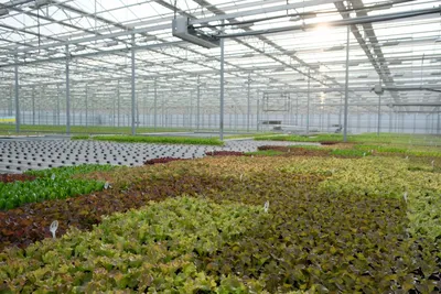 Пандемия COVID-19 подстегивает высокотехнологичный тепличный бум в Китае |  AgroSkill