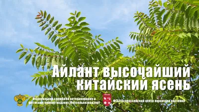 Купить айлант высочайший/китайский ясень (ailanthus altissima), h 2.0-2.5м;  d 2.5-3.0см саженец с доставкой в Ростове-на-Дону и России
