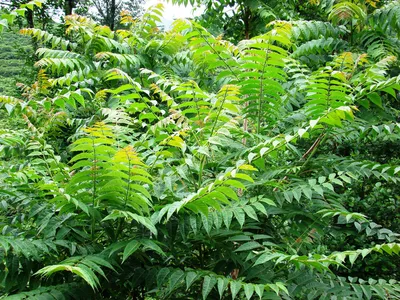 Китайский Ясень Ailanthus Altissima Гроздит Семенами На Фоне Голубого Неба  — стоковые фотографии и другие картинки Ароматический - iStock