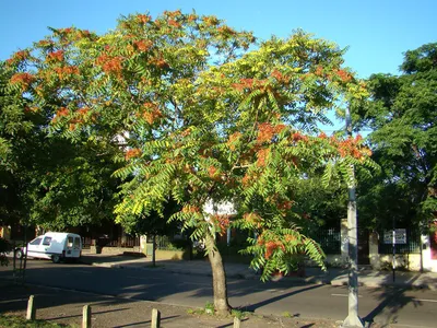 Айлант высочайший, китайский ясень (Ailanthus altissima (Mill.) Swingle) -  YouTube