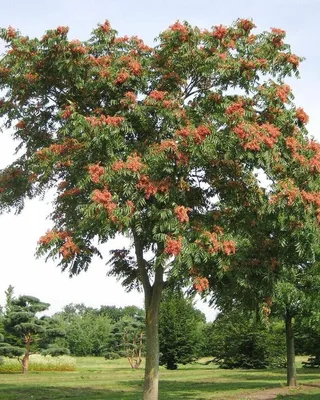 Китайский Ясень Ailanthus Altissima Гроздит Семенами На Фоне Голубого Неба  — стоковые фотографии и другие картинки Краска - iStock