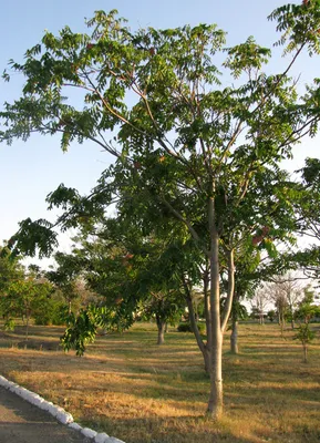 Айланд дерево (Статья с множеством фото) - treepics.ru
