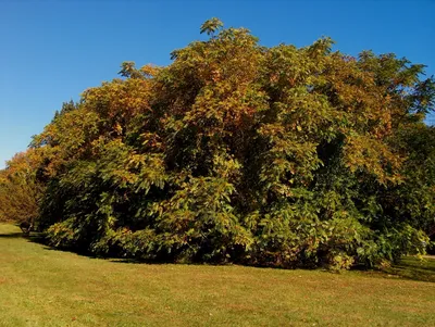 Ailanthus altissima - Изображение особи - Плантариум