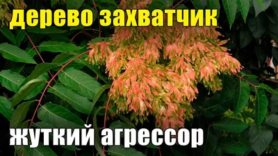 Айлант высочайший: Замечательное дерево. Будут предлагать - не покупайте.  😑 Какие проблемы может доставить айлант, и чем, все-таки, хорош |  Культурная флора | Дзен