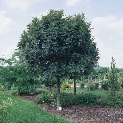 Ясень пенсильванский - Ясень - GardenPlants