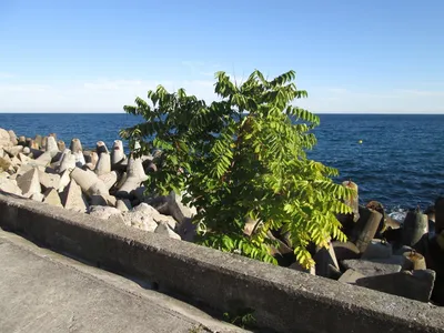 Крупным Планом Растут Семена Китайского Ясеня Ailanthus Altissima —  стоковые фотографии и другие картинки Cluster Amaryllis - iStock