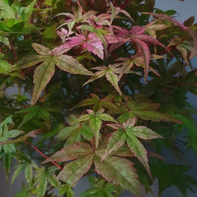 Клен пальмолистный Гарнет (Garnet) купить в Киеве, цена — Greensad