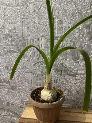 Лук-чеснок, лук душистый, китайский чеснок - растение, которое люблю |  уДачный проект | Дзен