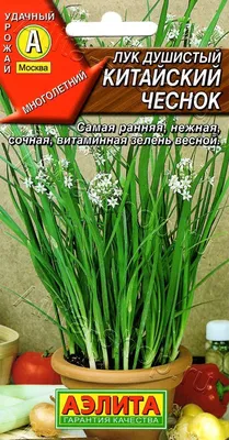 Индийский лук: зачем на даче ядовитое растение? | Сад-огород-цветы (СПб  ведомости) | Дзен