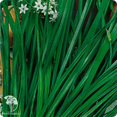 ᐅ Лук Китайский резанец (Allium tuberosum) купить по цене производителя  ✓доставкой почтой в магазине ❀Пролисок❀ Украина - Интернет-магазин  «Пролисок» - садовые растения почтой