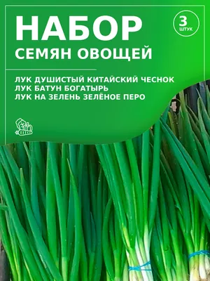 Лук Душистый Китайский чеснок, купить саженцы Лука Душистый Китайский  чеснок в Москве в питомнике недорого!