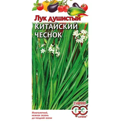 Индийский Лук, цена Договорная купить в Минске на Куфаре - Объявление  №215384658