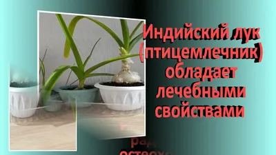 Луковица индийского лука купить на Зозу.ру