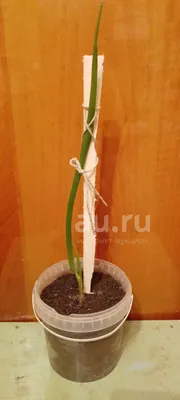 Лук душистый. Особенности выращивания 🌱 | Агрофирма Аэлита. Семена | Дзен