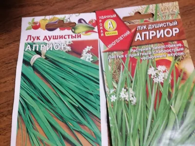 Семена Лук душистый Китайский чеснок, Лук батун Богатырь, Лук на зелень  Зелёное перо. 3 упаковки. | AliExpress