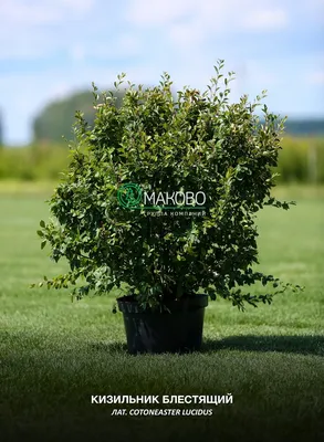 Кизильник блестящий: яркие акценты в ландшафтном дизайне | GreenMarket -  Green Market