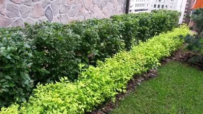 Кизильник блестящий - Кизильник - GardenPlants