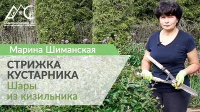 Купить Кизильник Блестящий C5/-/ в питомнике в Москве. Интернет-магазин  саженцев Садовый центр № 1