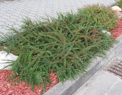 Cotoneaster perpusillus, Кизильник крохотный|landshaft.info