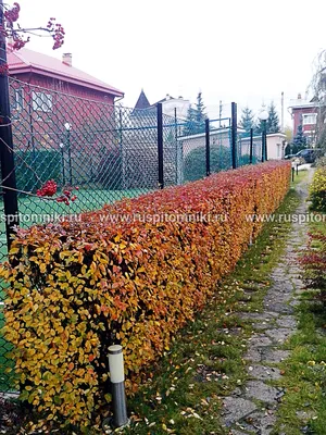 Кизильник блестящий (Cotoneaster lucidus): купить саженцы в Екатеринбурге в  питомнике по цене 390.00 Р