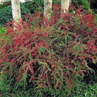 Кизильник гибридный Стокгольм Cotoneaster suecicus купить в СПБ