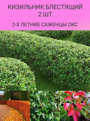 Кизильник блестящий