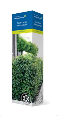 Кизильник блестящий ОКС (от 5000шт) 100 руб. AGRO24924
