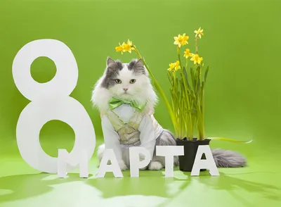 Картинки поздравления классные с 8 марта (42 фото) » Юмор, позитив и много  смешных картинок