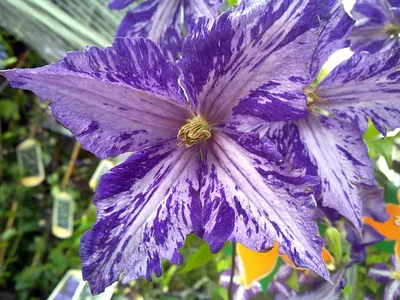 Клематис крупноцветковый Перниль (Clematis florida Pernille) с2,5 —  Питомник Летний сад