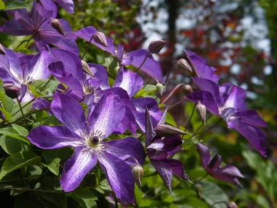 Вьющееся растение клематис на шесте в летнем саду. | Премиум Фото