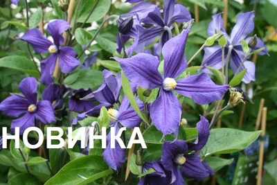 Купить Клематис Алёнушка (Alionushka) — АС-Клематис