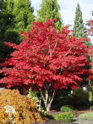 Клён веерный Атропурпуреум — Клён дланевидный Атропурпуреум — Acer palmatum  Atropurpureum | Садовый Центр \"LEO ROSE\" — купить саженцы садовых деревьев  и растений в Москве и Московской области
