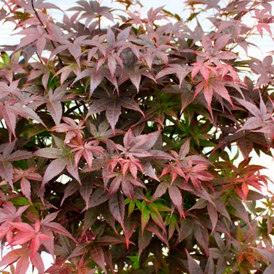 Клен дланевидный \"Atropurpureum\" (Атропурпурея) купить по цене 8500 рублей  от питомника саженцев и растений Центросад | Фото и консультация по уходу