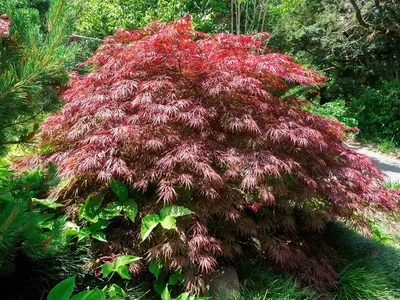 Клен дланевидный acer palmatum Emerald Lace - купить по выгодной цене |  teofrast