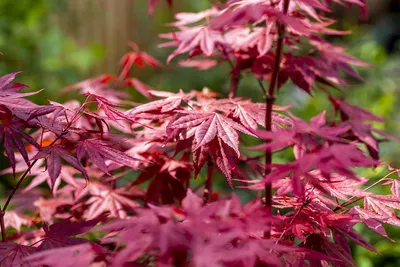 Клен веерный пальмолистный Атропурпуреум. (Acer palmatum Atropurpureum)  C7,5 купить в интернет-магазине ЦВІТСАД с доставкой по Украине