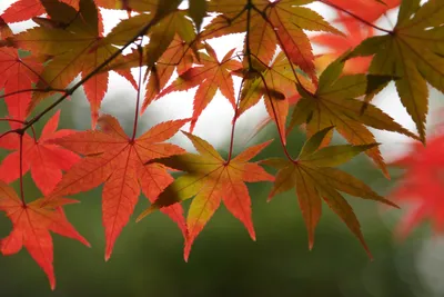 Клён дланевидный (Acer palmatum) купить по цене в Москве в садовом центре  Южный