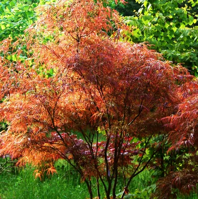 Семена Клен Дланевидный Acer Palmatum Bloodgood – купить в  интернет-магазине, цена, заказ online